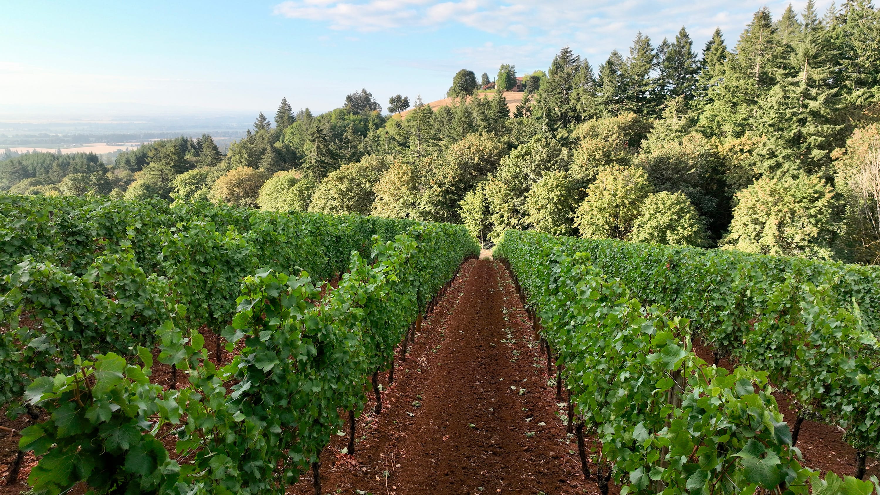 Domaine Serene's 1st Chardonnay Vintage
