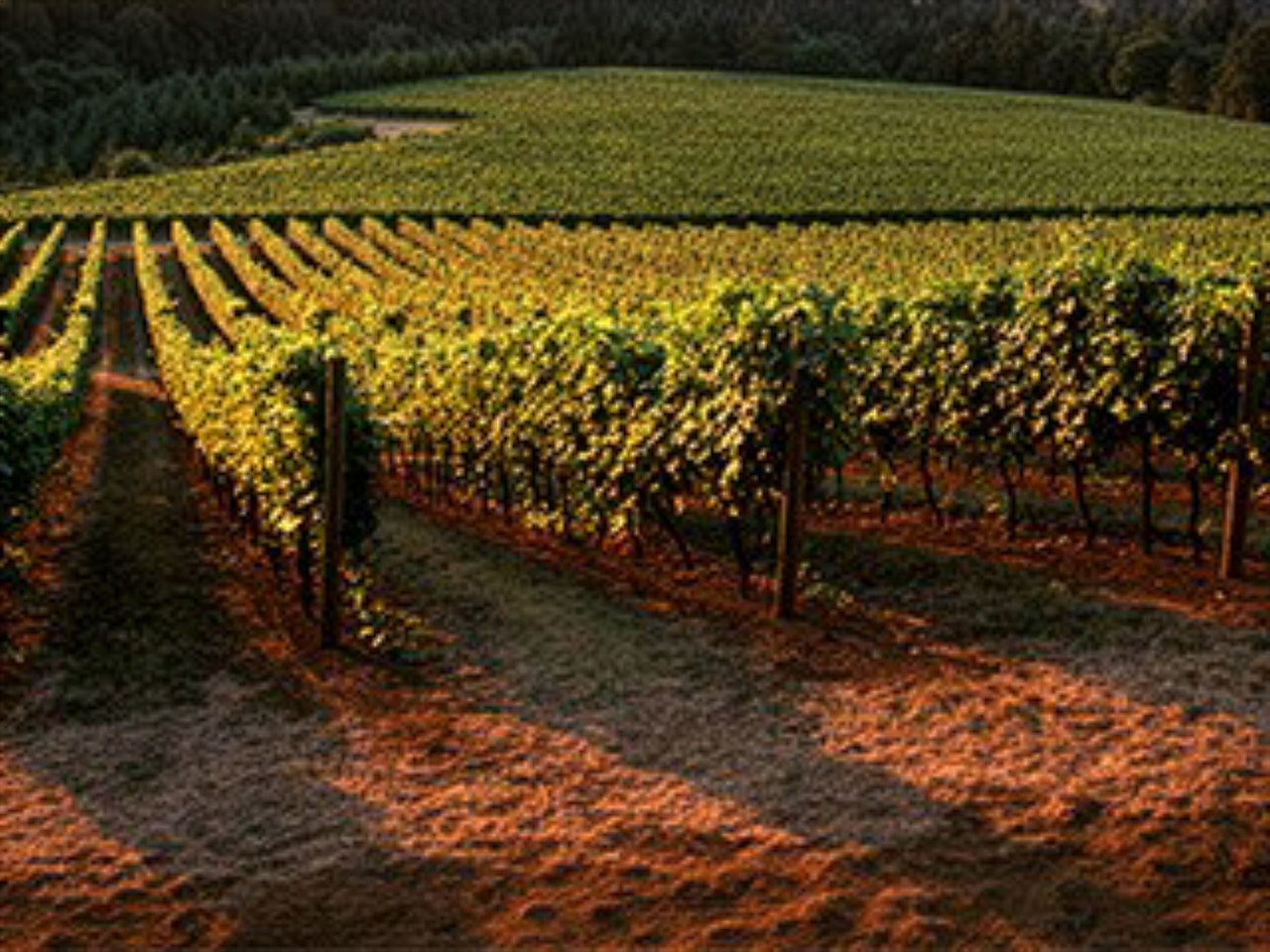 Decanter Platinum Awards